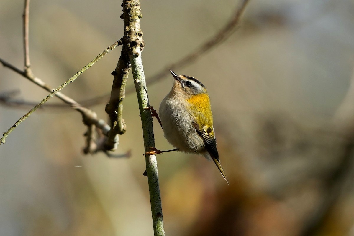 Common Firecrest - ML646288039