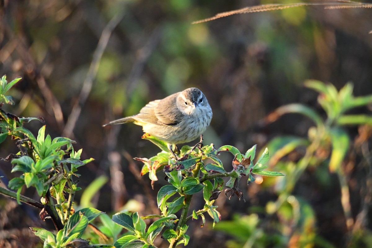 Palm Warbler - ML646288041