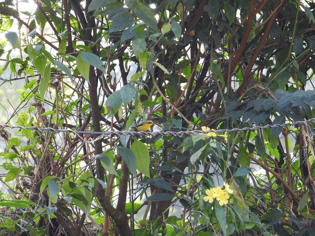 Веерохвостая желтобровка - ML646288045