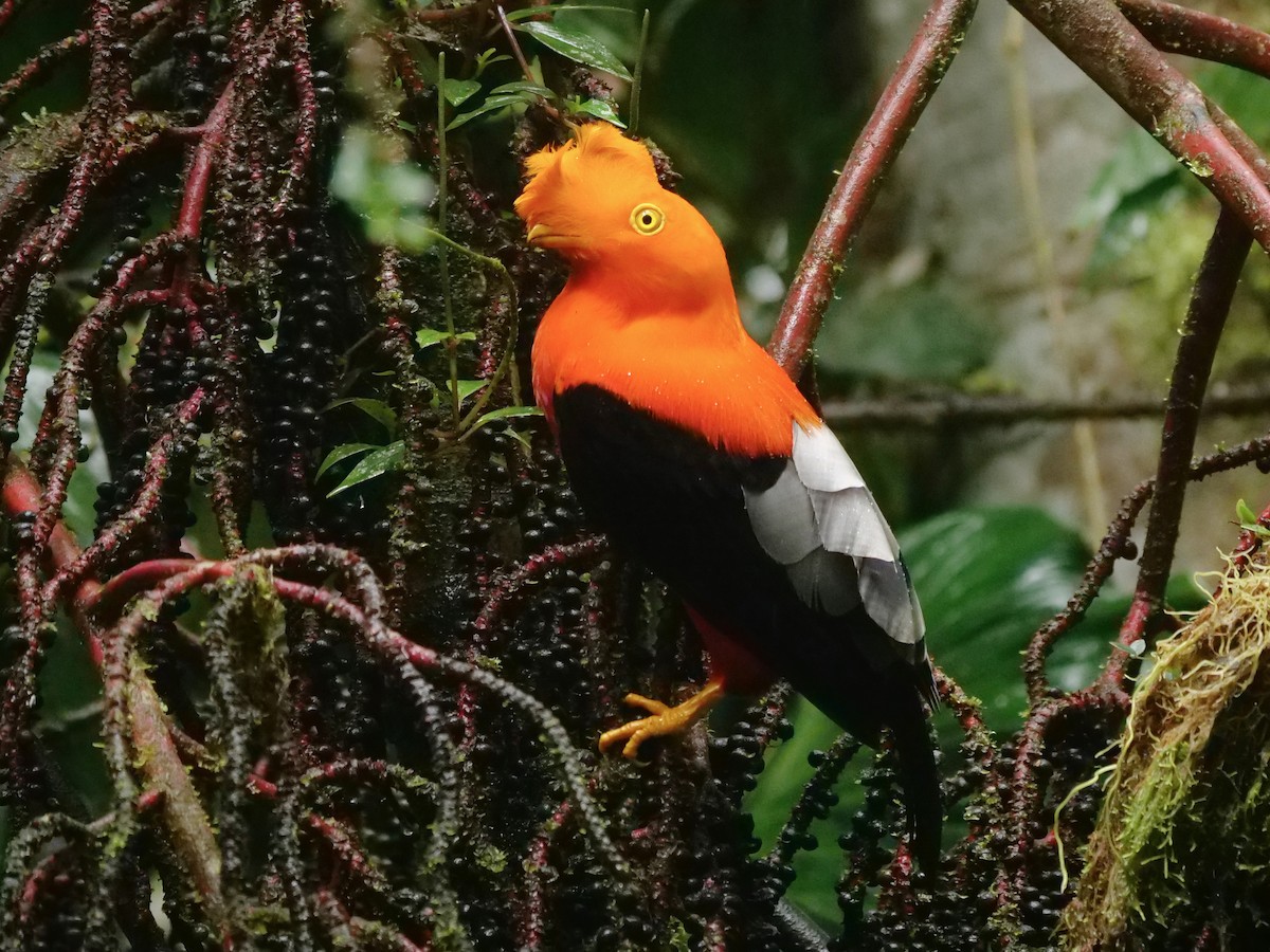 Andean Cock-of-the-rock - ML646288046