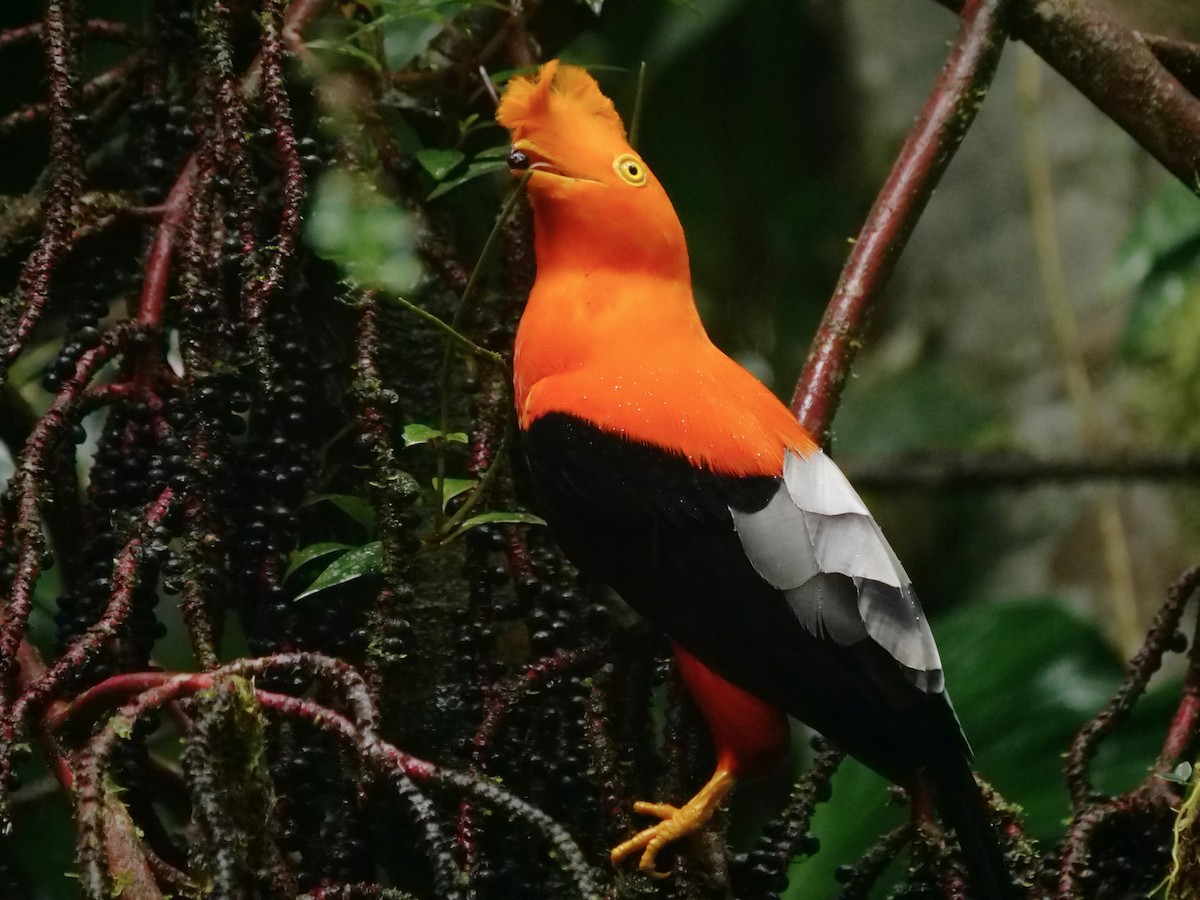 Andean Cock-of-the-rock - ML646288047