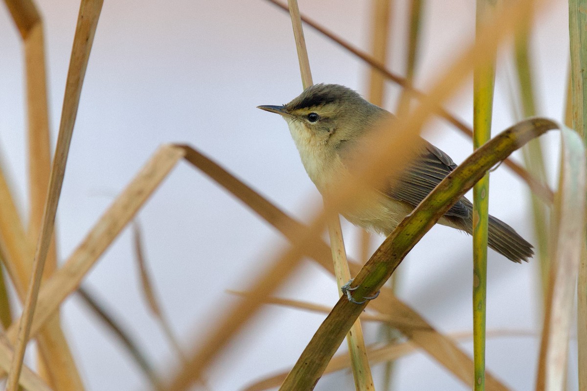 rákosník černobrvý - ML646288051