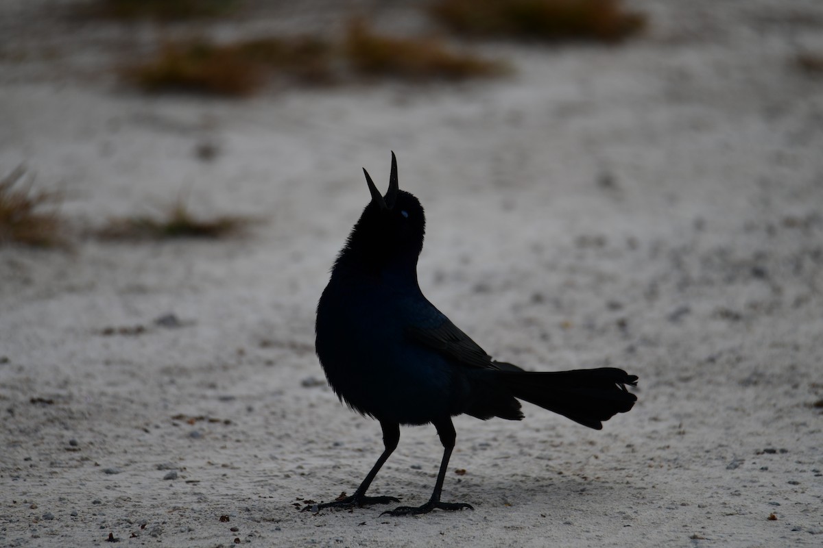 Boat-tailed Grackle - ML646288053