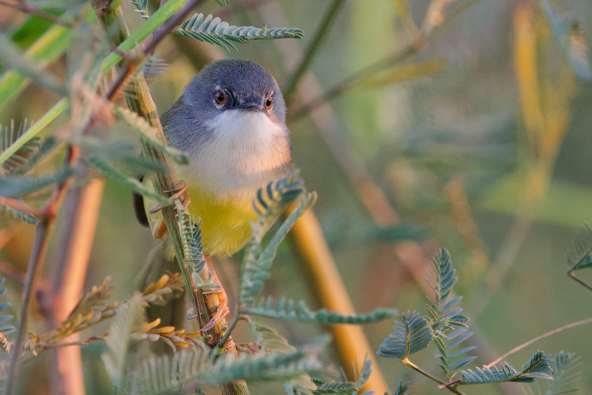 Yellow-bellied Prinia (Yellow-bellied) - ML646288054