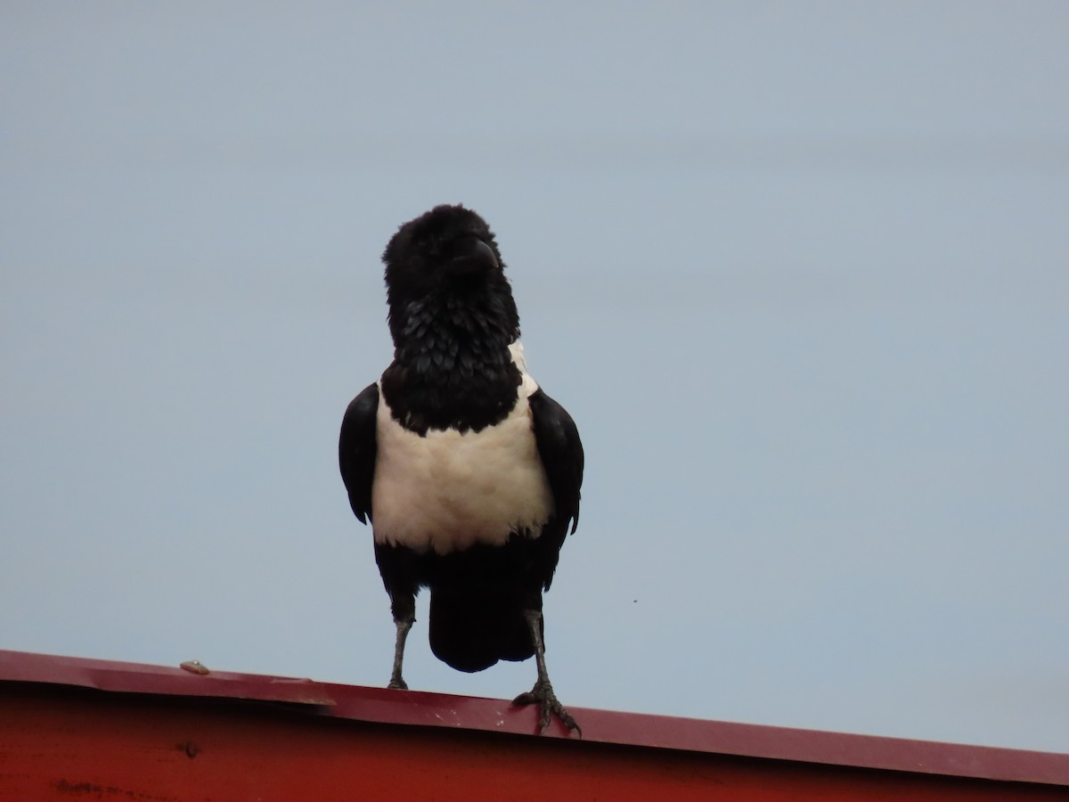 Pied Crow - ML646288057