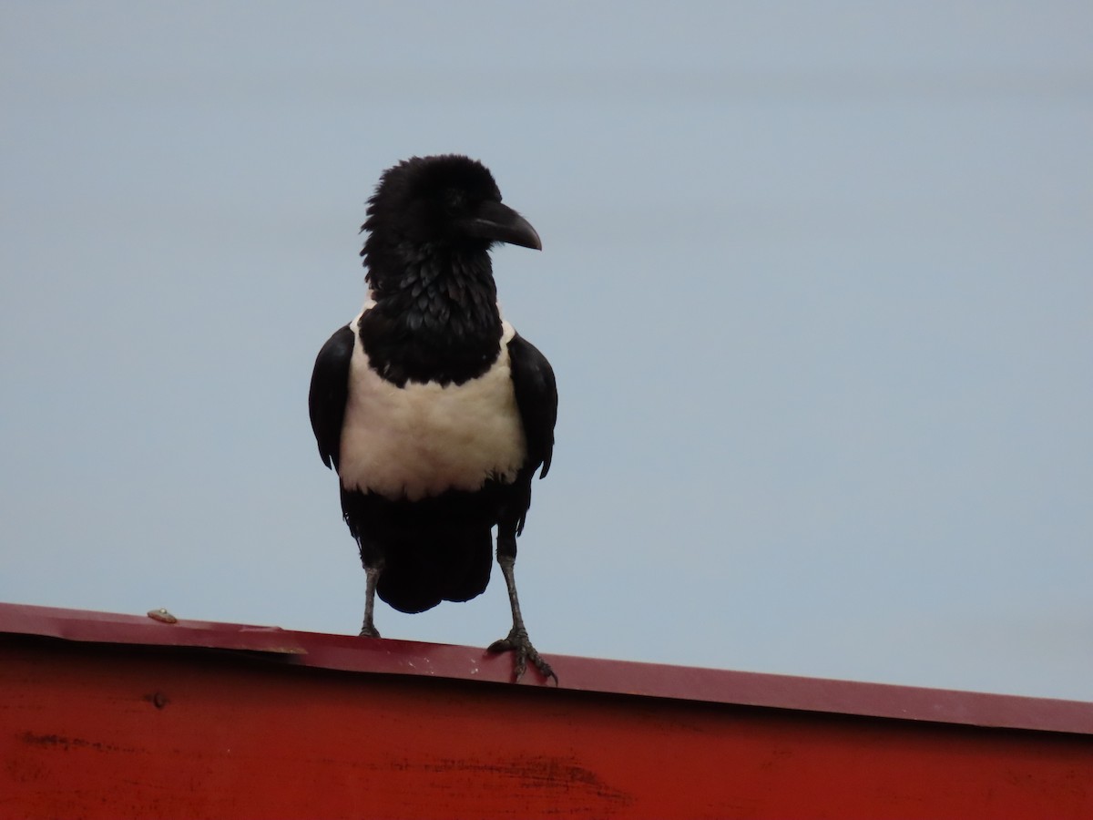 Pied Crow - ML646288058