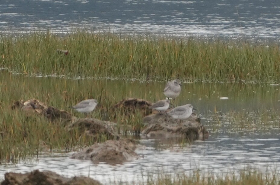 Black-bellied Plover - ML646288060
