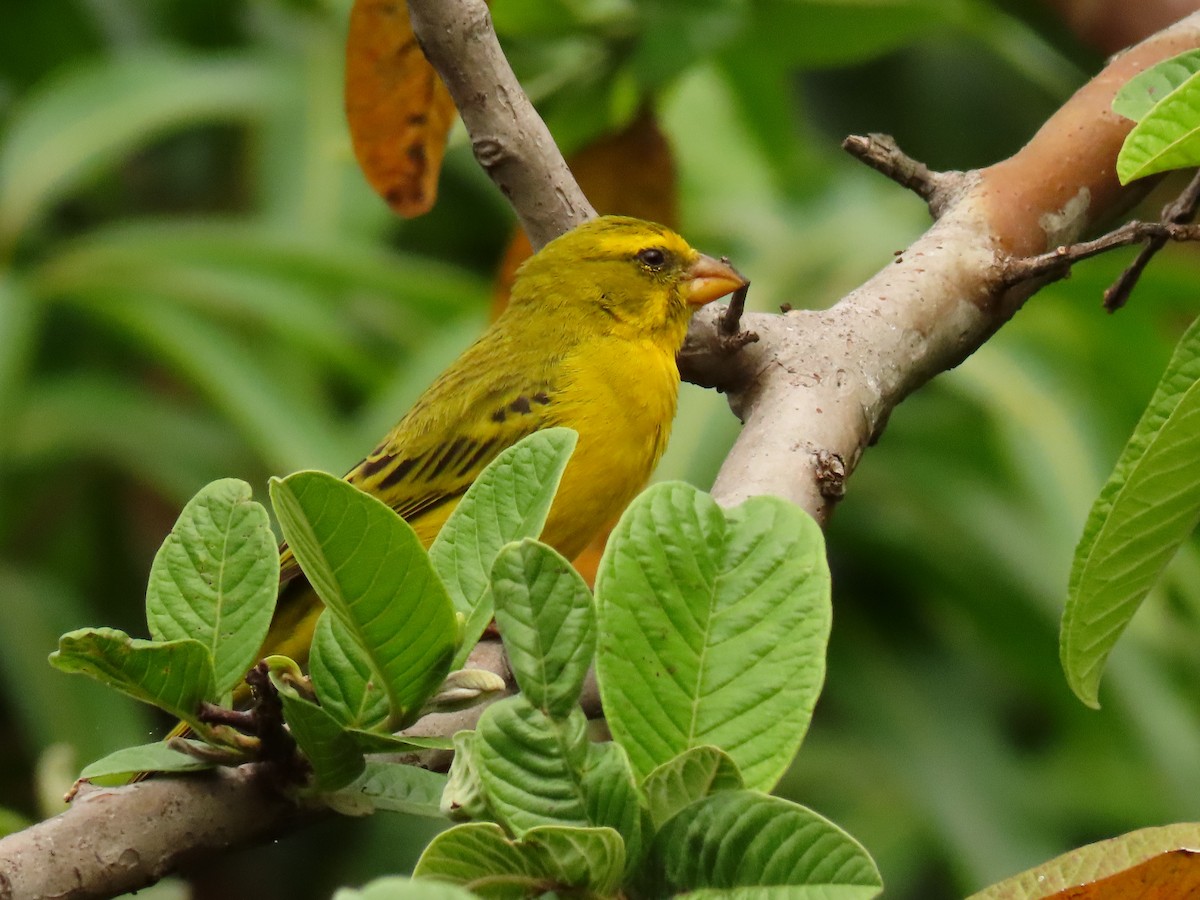 Brimstone Canary - ML646288062