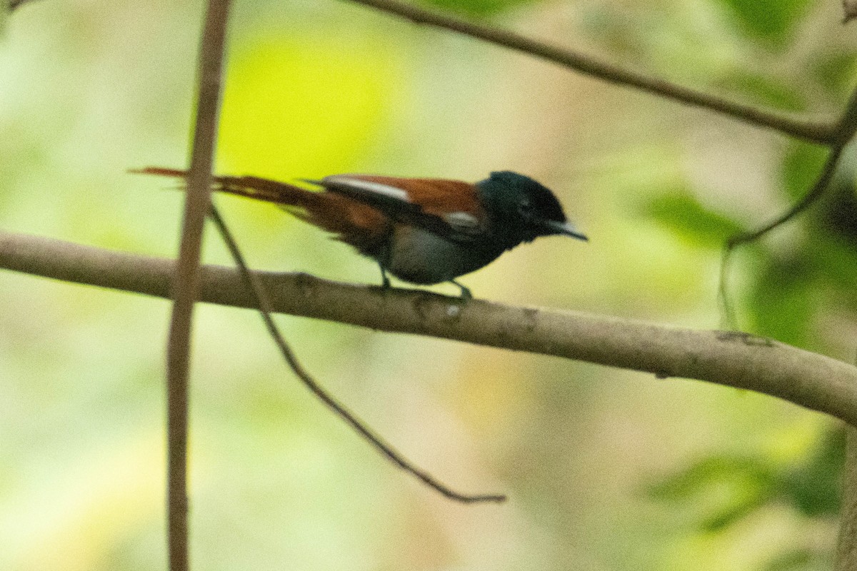 African Paradise-Flycatcher - ML646288064