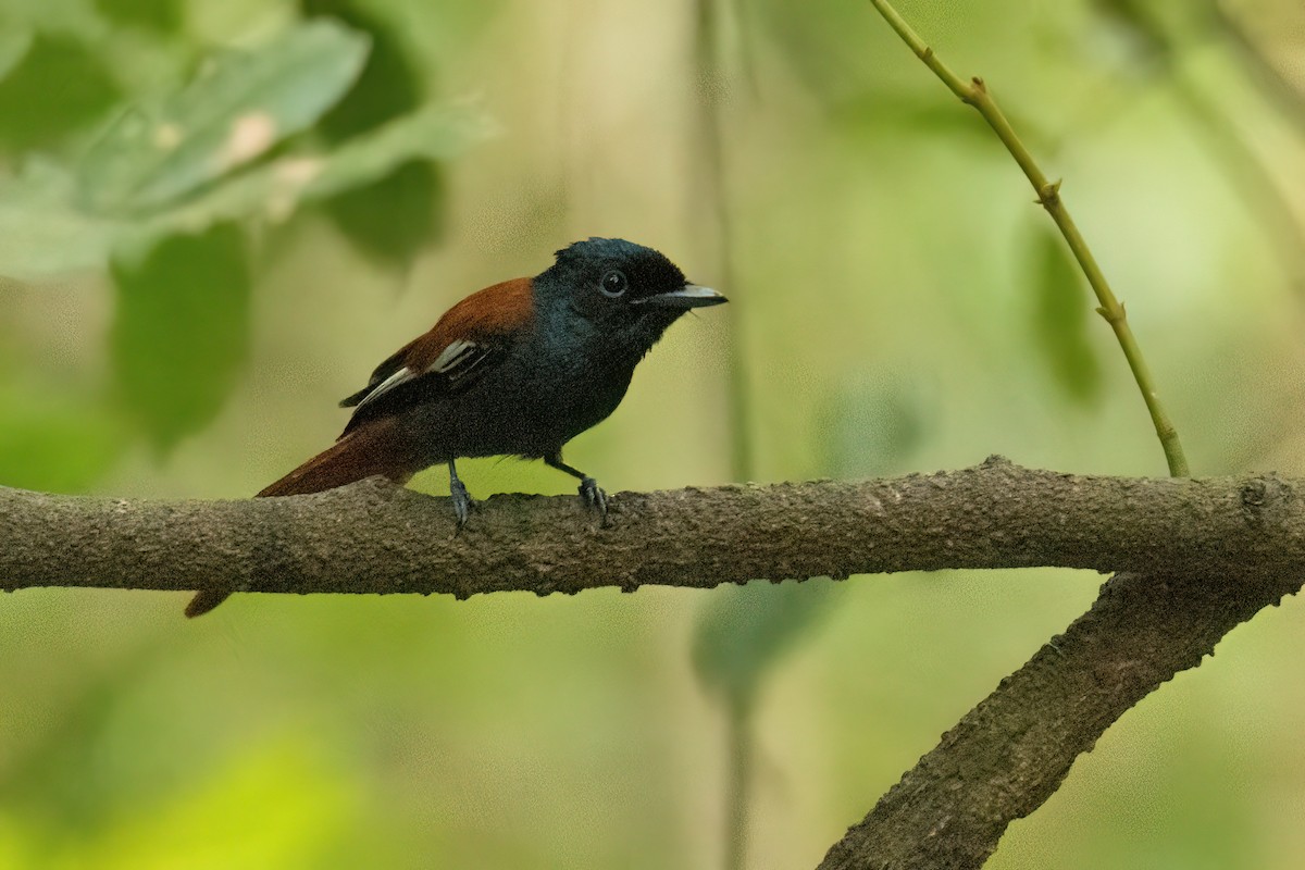 African Paradise-Flycatcher - ML646288065