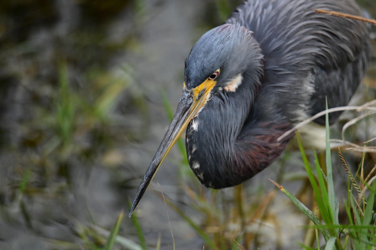 Tricolored Heron - ML646288066
