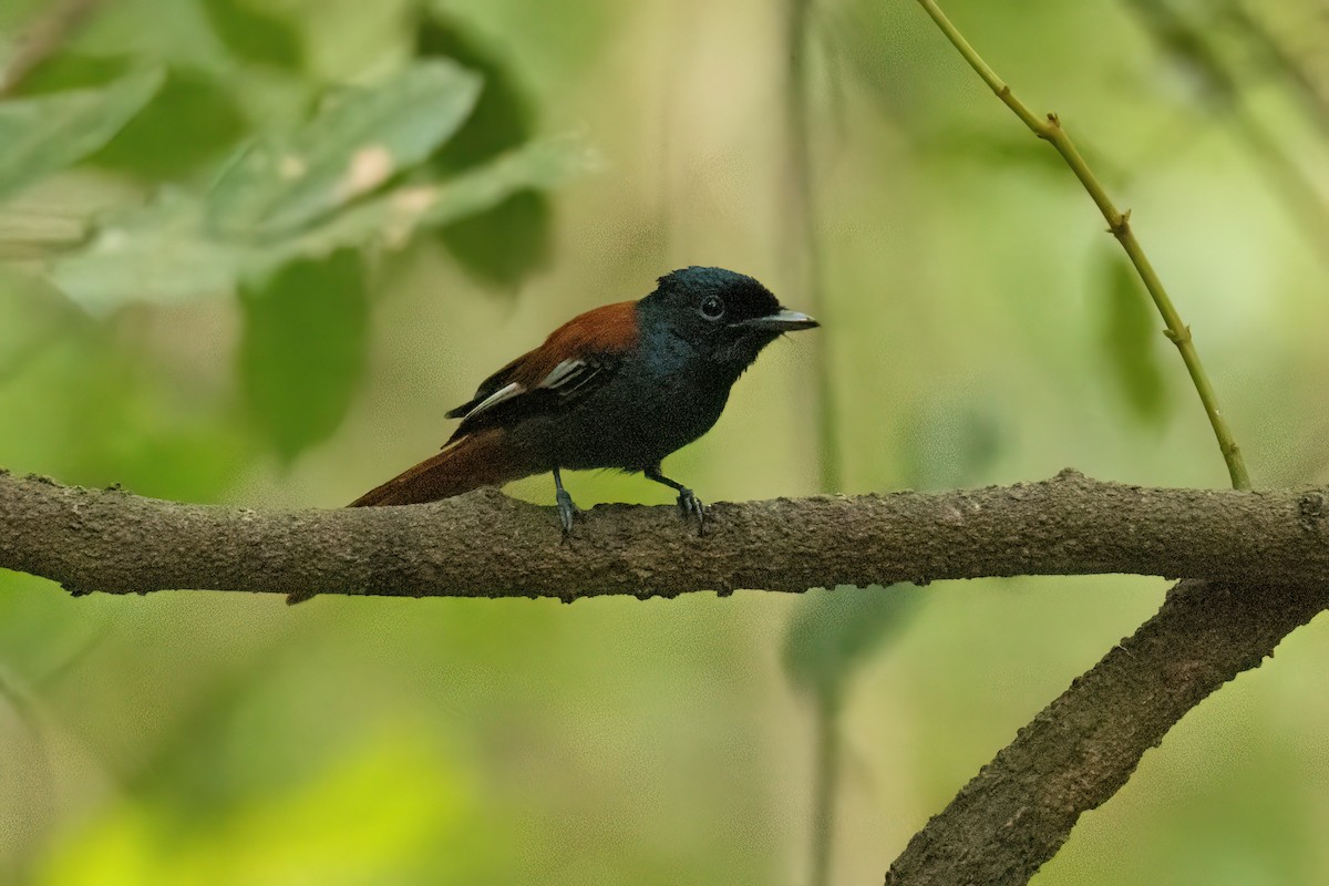 African Paradise-Flycatcher - ML646288067