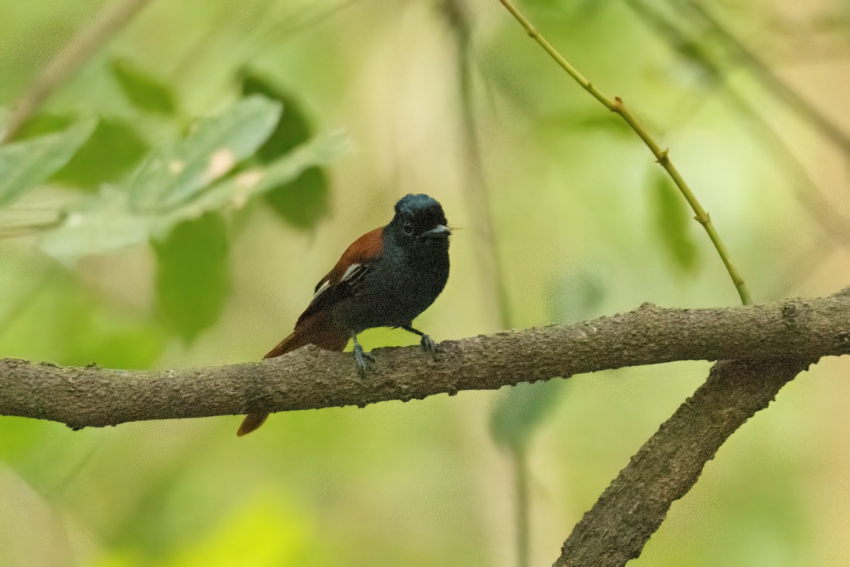 African Paradise-Flycatcher - ML646288068