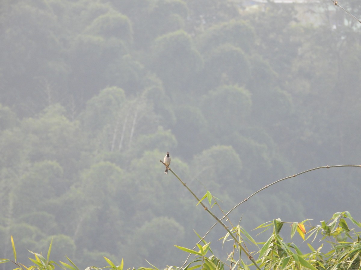 Himalayan Bulbul - ML646288070