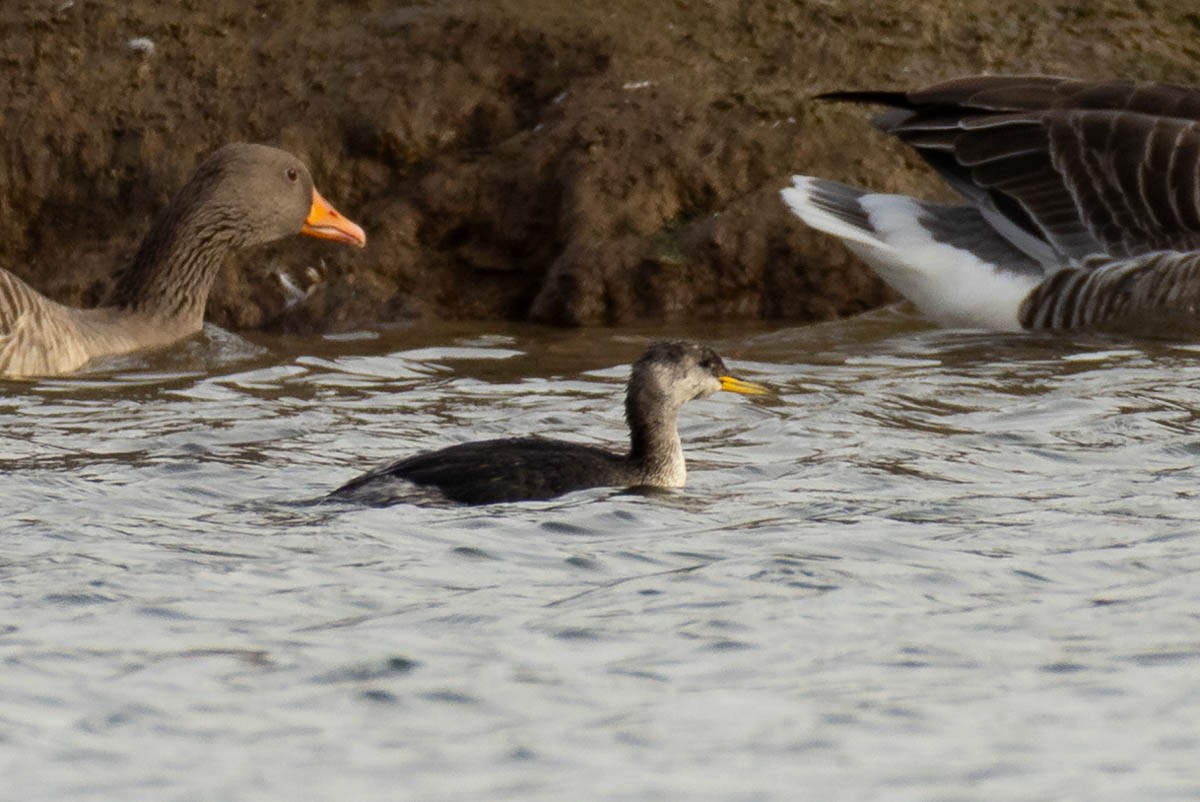 Red-necked Grebe - ML646288071