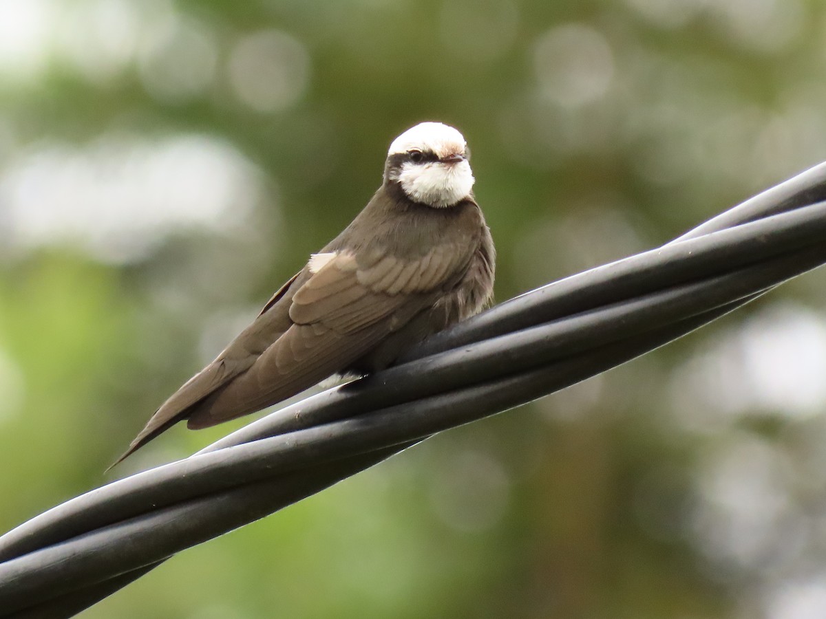 White-headed Sawwing - ML646288072