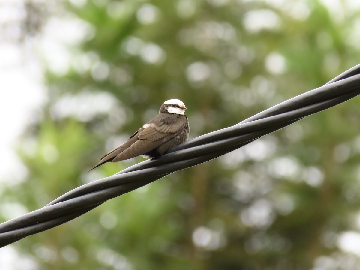 White-headed Sawwing - ML646288073
