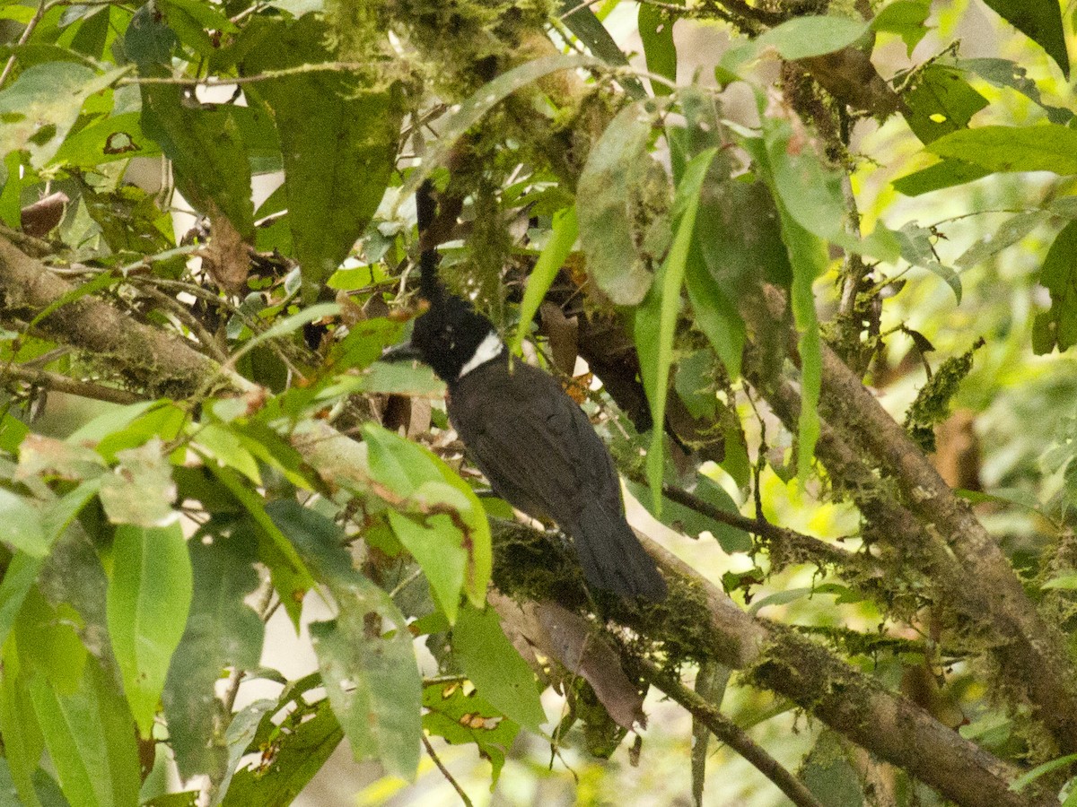 Crested Jayshrike - ML646288074