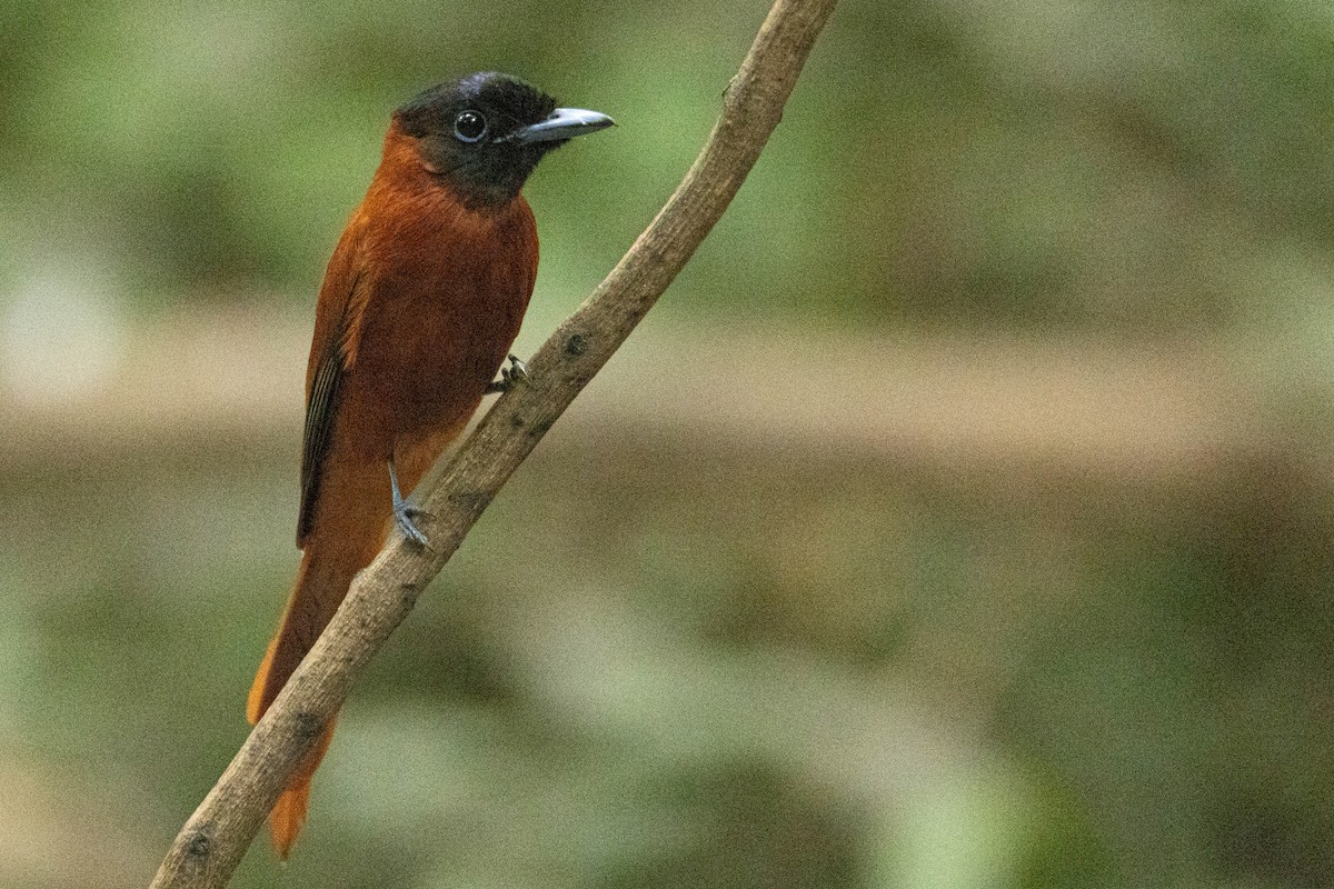 Black-headed Paradise-Flycatcher (Red-bellied) - ML646288075