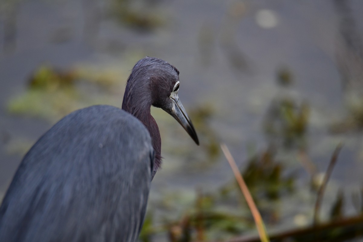 Little Blue Heron - ML646288077