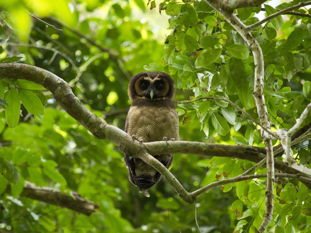 Brown Wood-Owl - ML646288078