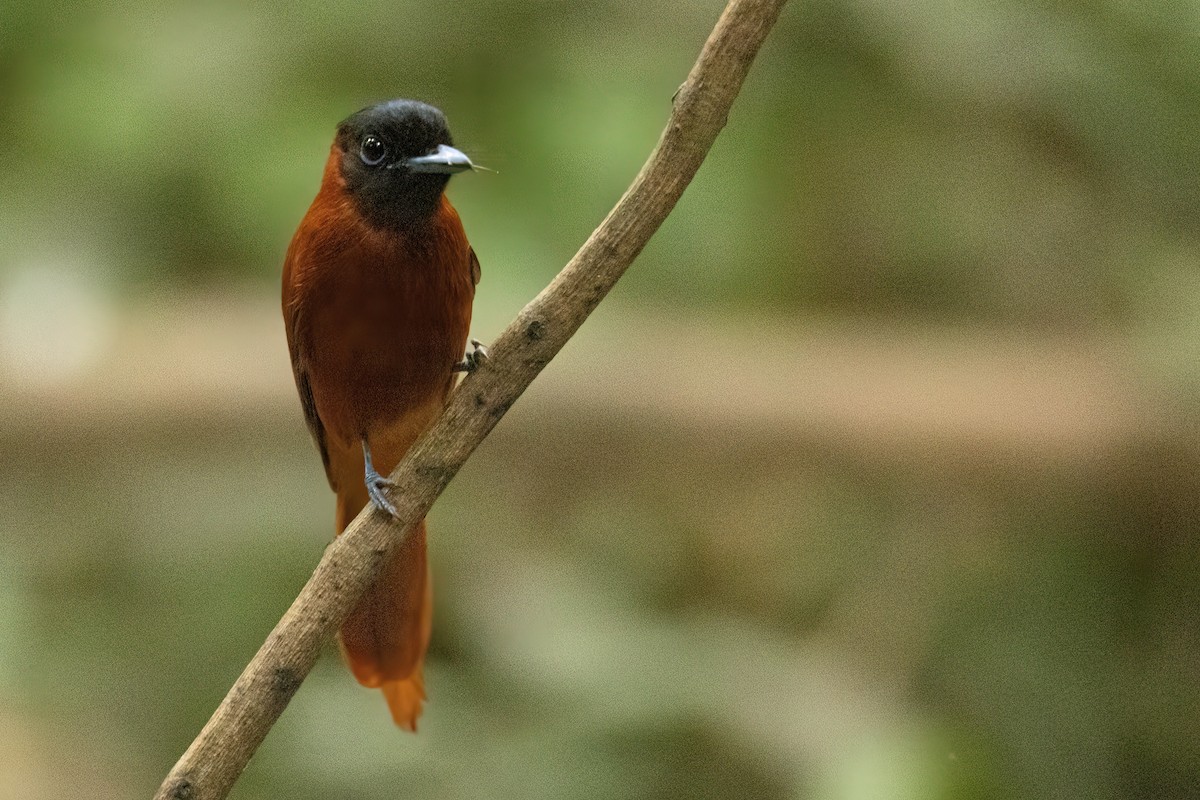 Black-headed Paradise-Flycatcher (Red-bellied) - ML646288081