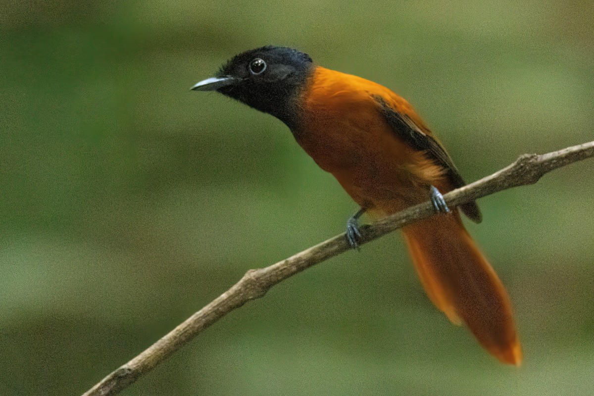 Black-headed Paradise-Flycatcher (Red-bellied) - ML646288082