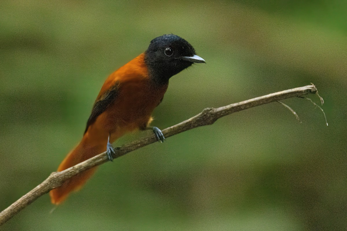 Black-headed Paradise-Flycatcher (Red-bellied) - ML646288083