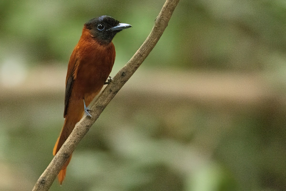 Black-headed Paradise-Flycatcher (Red-bellied) - ML646288084