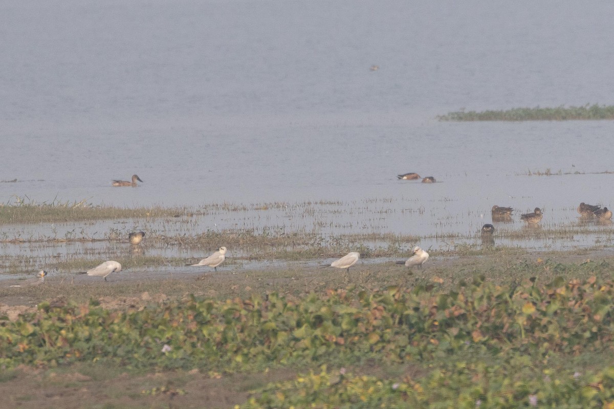 Gull-billed Tern - ML646288085
