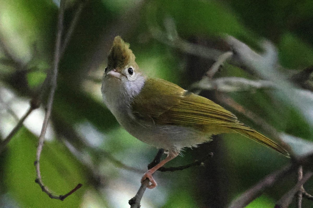 Haubenvireo - ML646288086