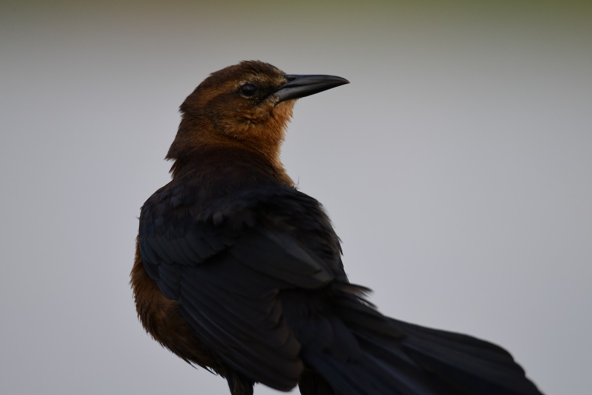 Boat-tailed Grackle - ML646288087