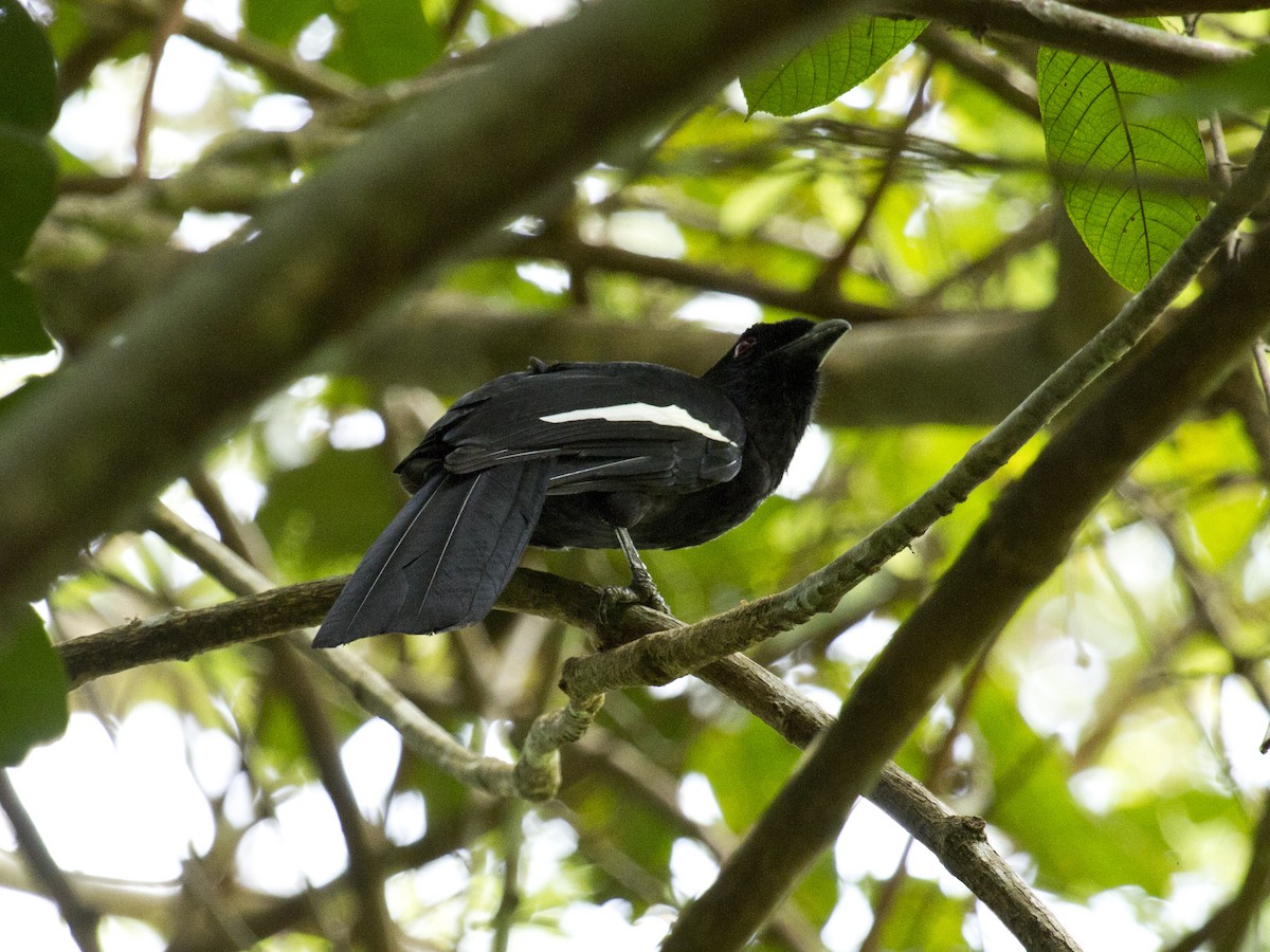 Malayan Black Magpie - ML646288088