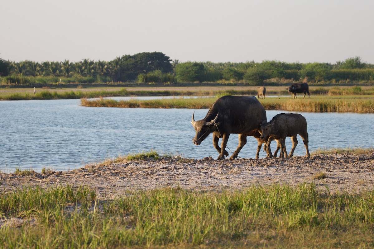 Animals - ML646288089