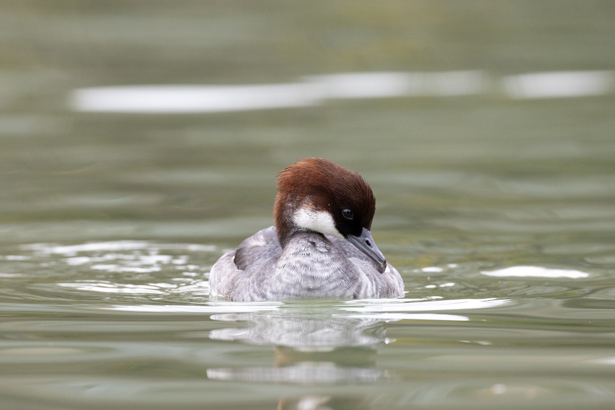 Smew - ML646288090