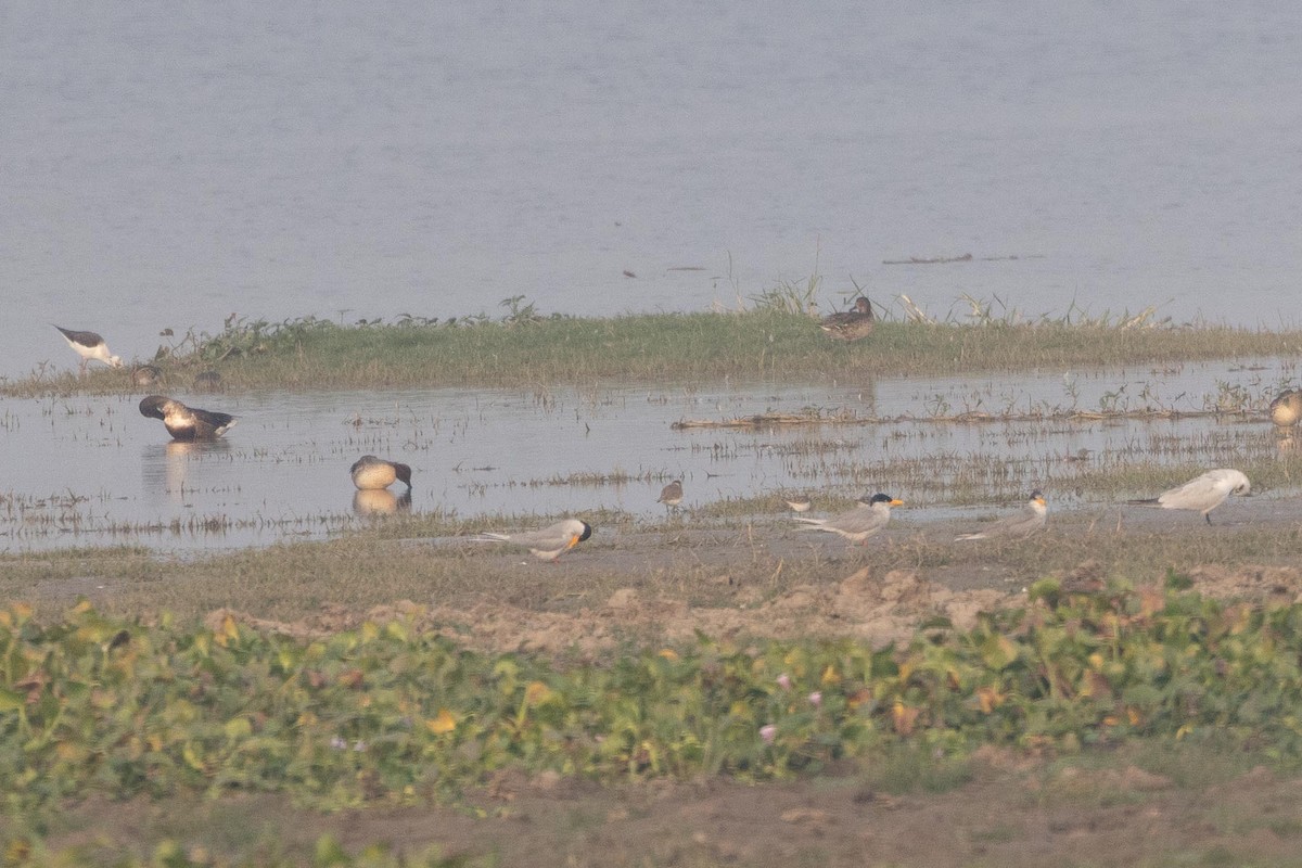 River Tern - ML646288091