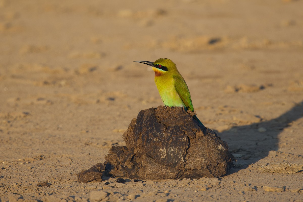 Blue-tailed Bee-eater - ML646288093