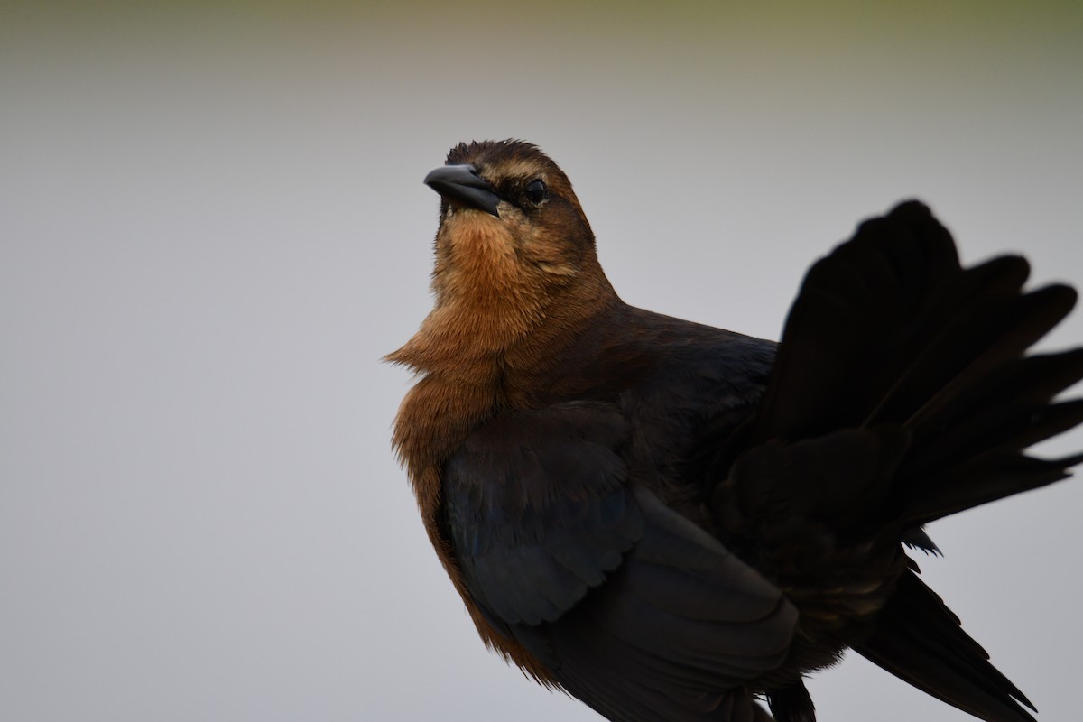 Boat-tailed Grackle - ML646288094