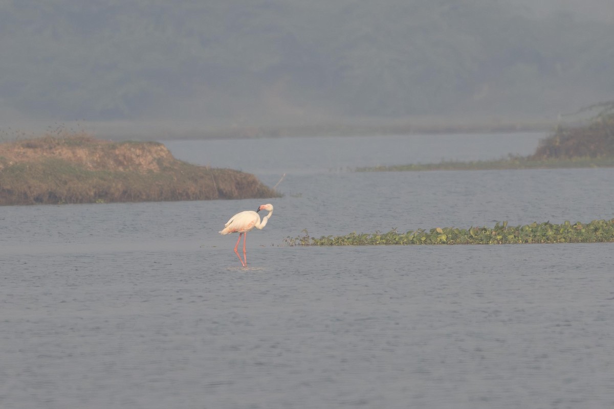 Greater Flamingo - ML646288095