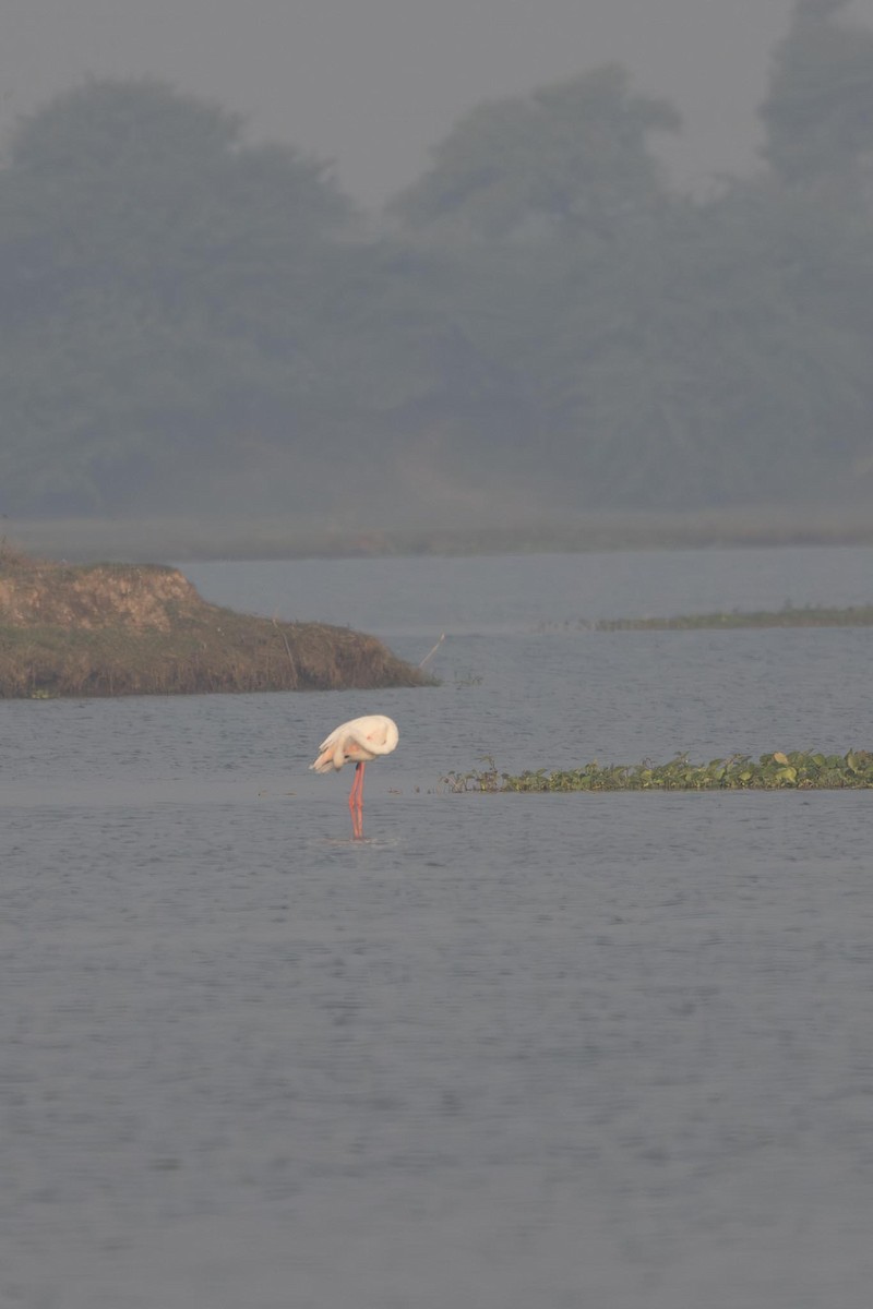 Greater Flamingo - ML646288096