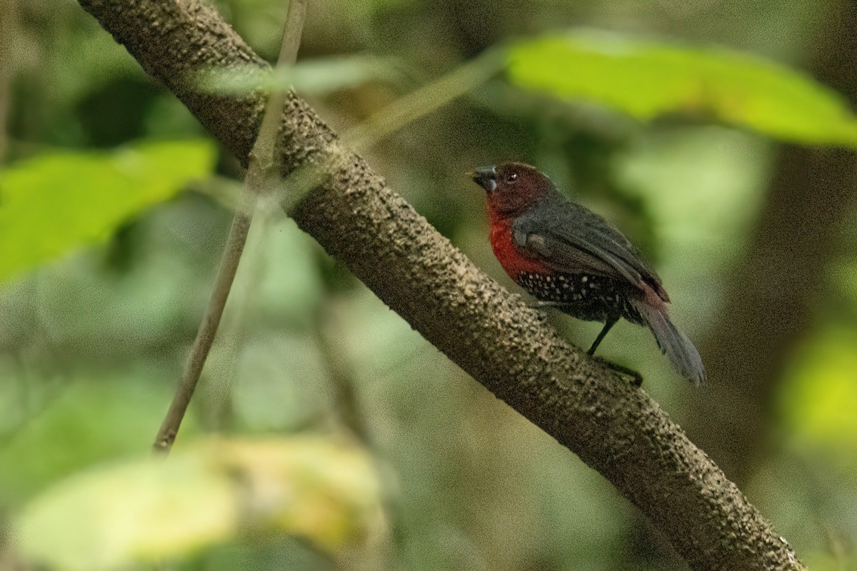 Western Bluebill - ML646288098