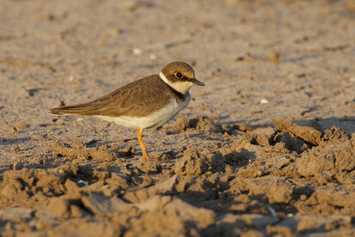 Little Ringed Plover - ML646288099