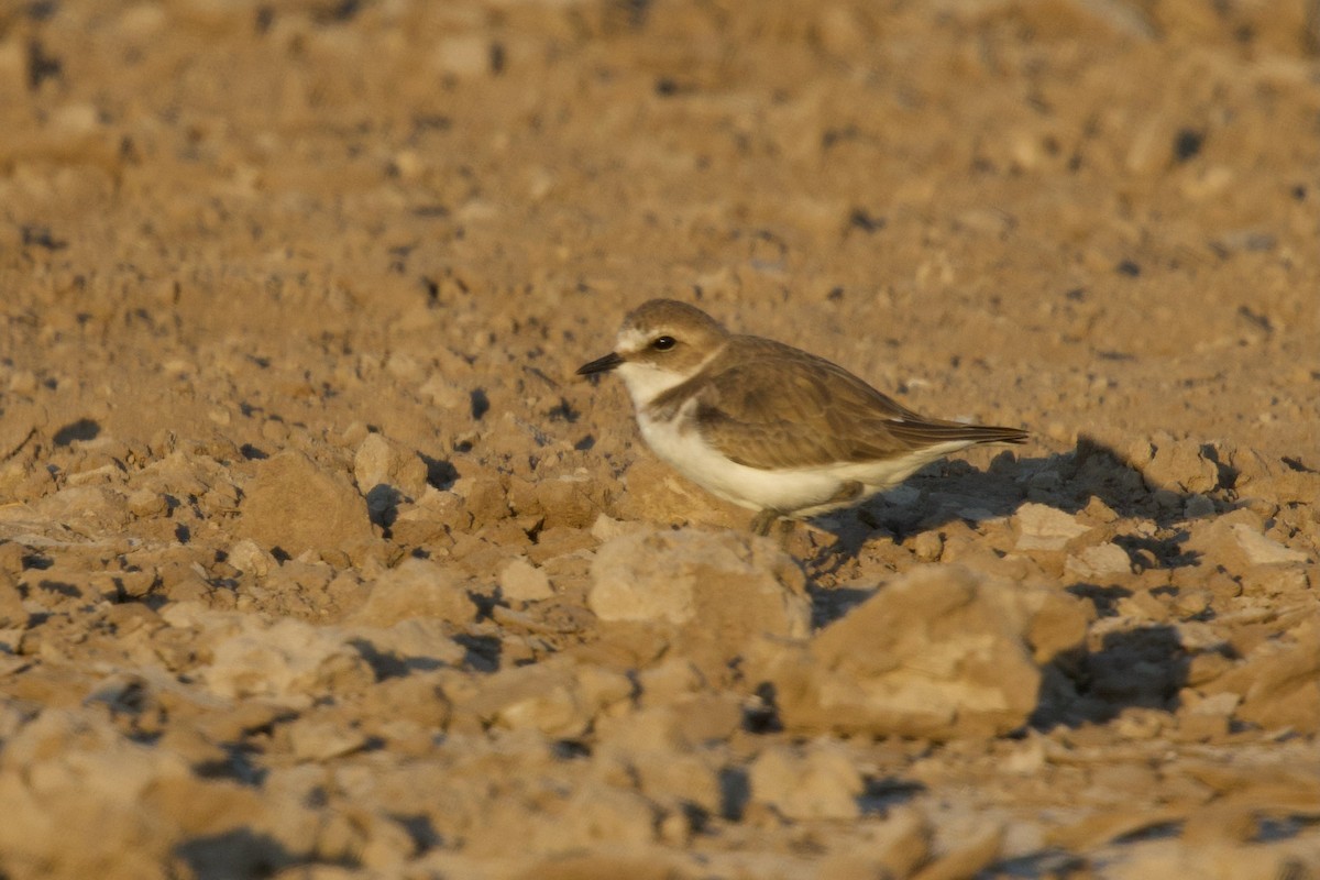 Fratino (alexandrinus/nihonensis) - ML646288100