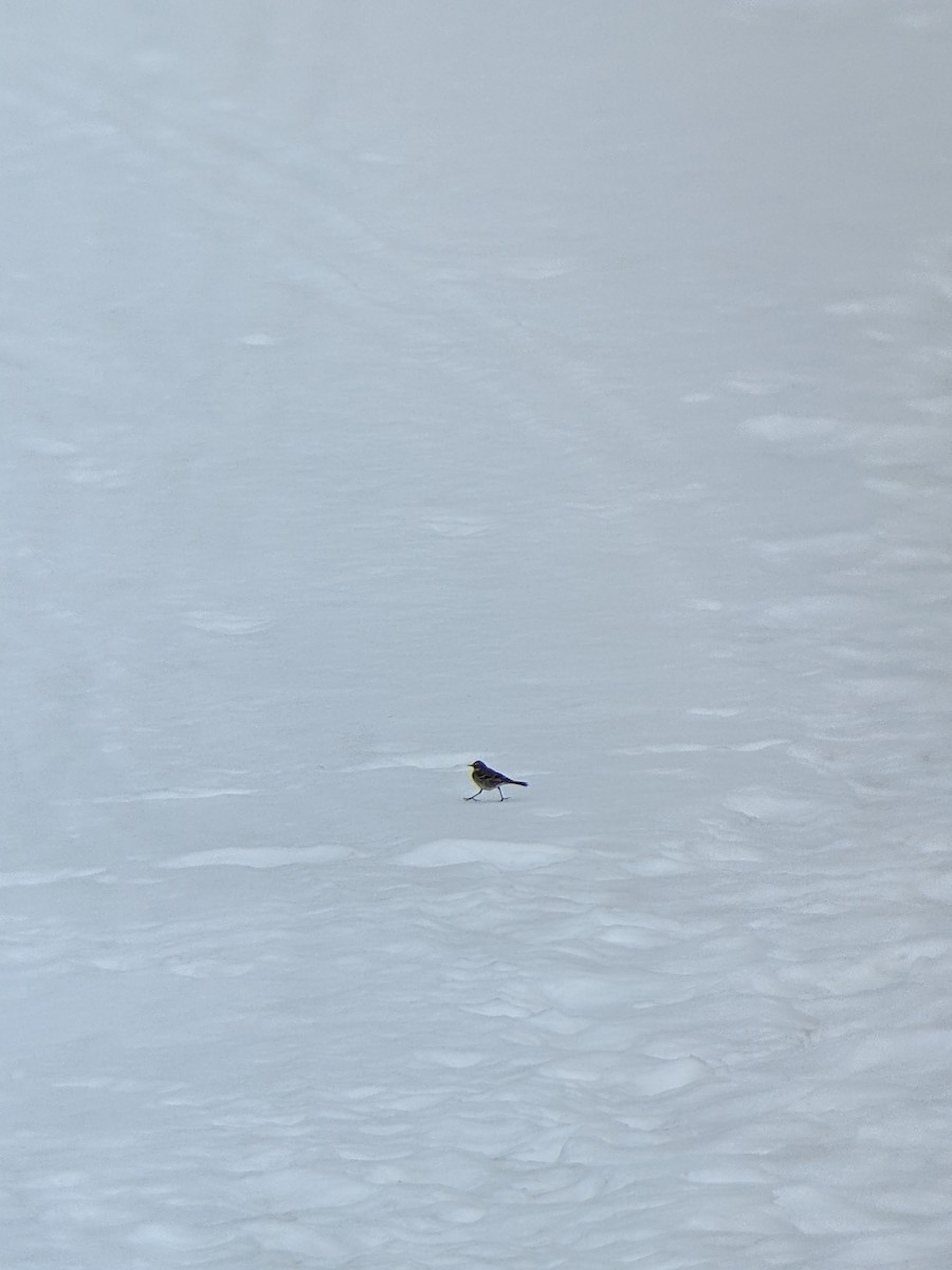 linduška horská - ML646288106