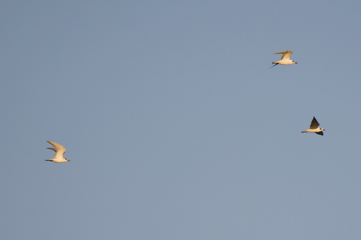 rybák bělokřídlý - ML646288109