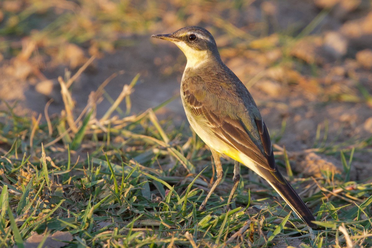 konipas východní - ML646288112