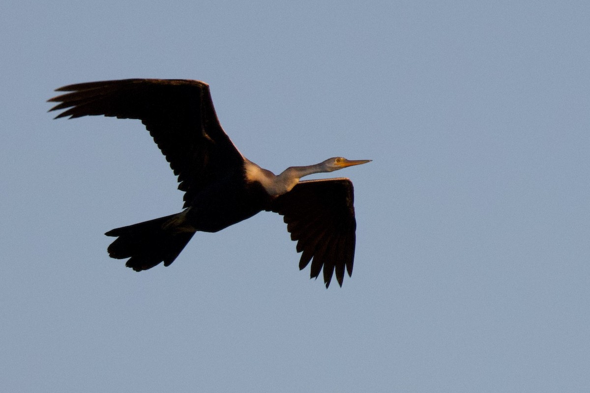 Doğu Yılanboyunu - ML646288113