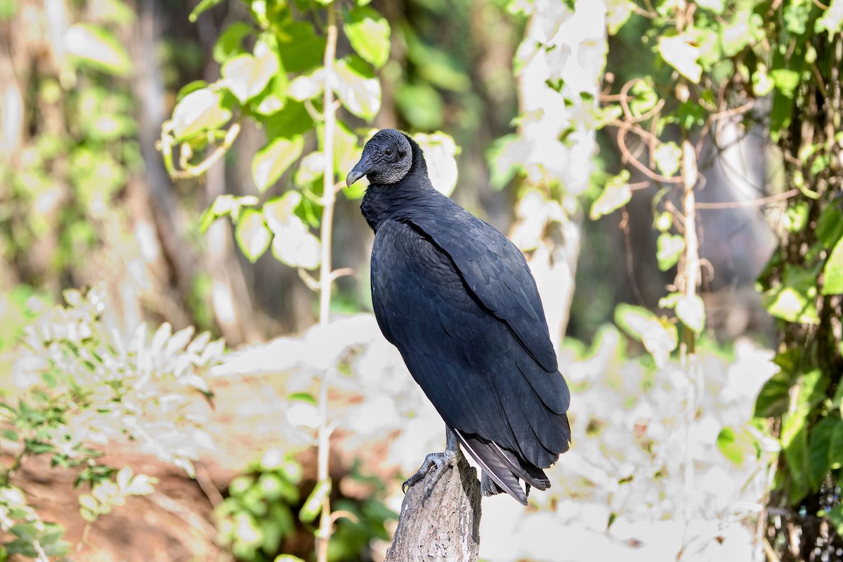 kondor havranovitý - ML646288116