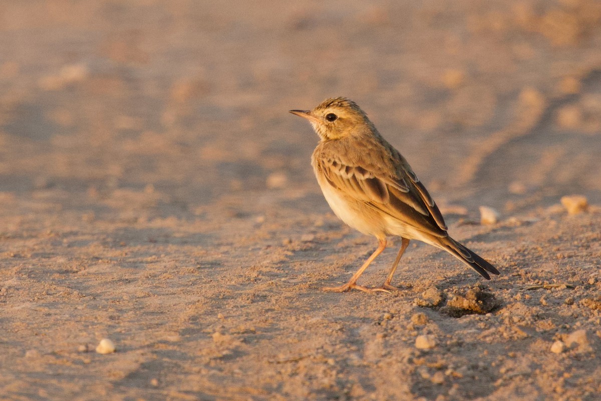 linduška rýžová - ML646288118