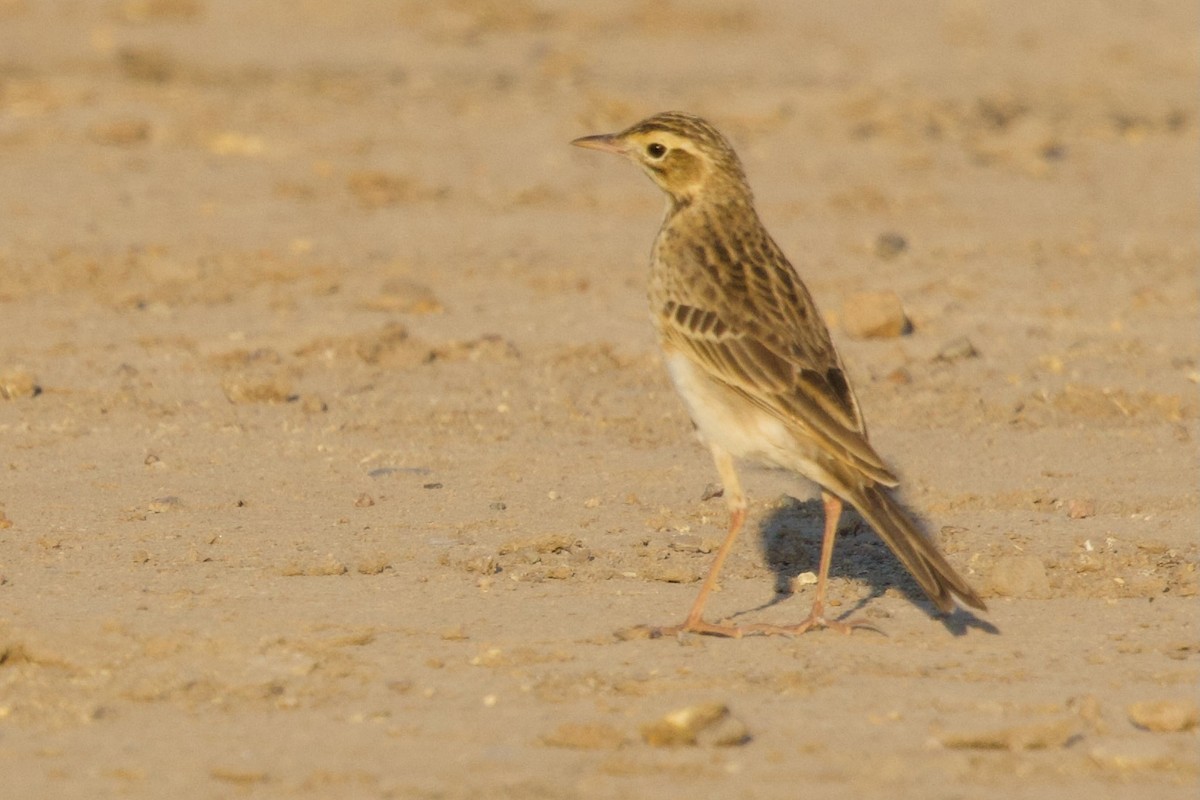 linduška rýžová - ML646288119